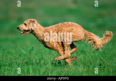 Pudel Apricot geschert Seite Stockfoto