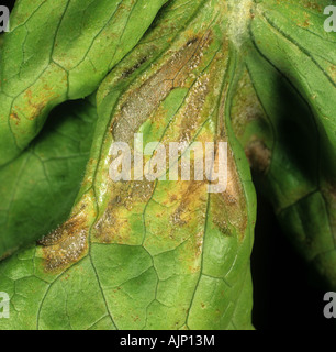 Falscher Mehltau Bremia Lactucae Myzel Entwicklung auf einem Salatblatt Stockfoto