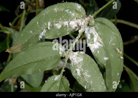 Lange tailed Schmierlaus Pseudococcus Longispinus Befall auf Jasminum polyanthum Stockfoto