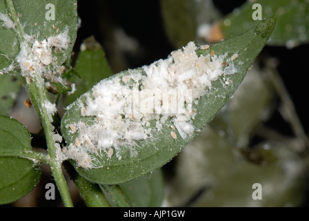 Lange tailed Schmierlaus Pseudococcus Longispinus Befall auf Jasminum polyanthum Stockfoto