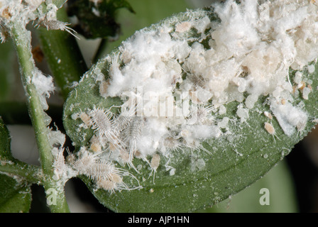 Lange tailed Schmierlaus Pseudococcus Longispinus Befall auf Jasminum polyanthum Stockfoto