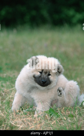 Eurasier Welpen 14 Wochen Stockfoto