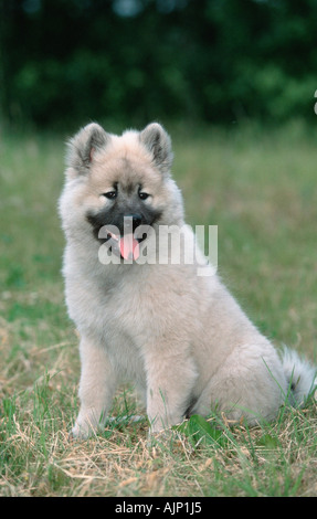 Eurasier Welpen 14 Wochen Stockfoto
