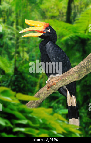 Rhinoceros Hornbill weibliche Buceros Rhinoceros Seite Stockfoto