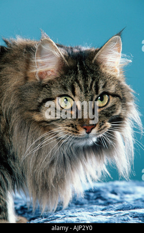 Norwegische Waldkatze black-Tabby-Makrele Stockfoto