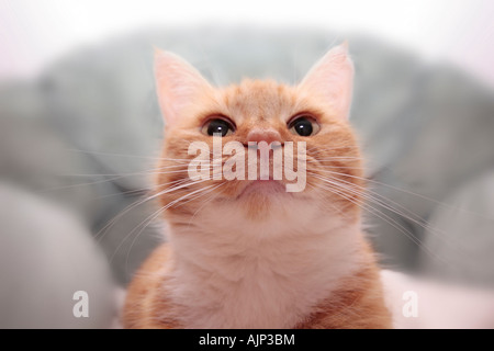 Erwachsene Frau Ginger Katze (Felis catus) bis in die Kamera schaut mit einem leicht verzerrte Ansicht Stockfoto