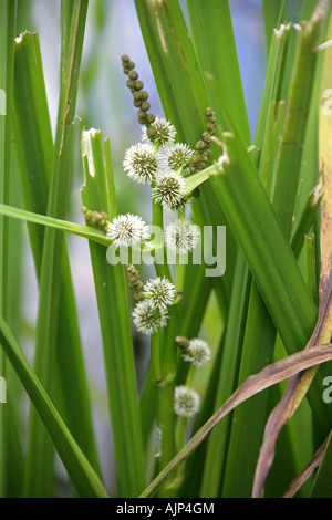 Verzweigte Bur Reed, Sparganium Erectum, Sparganiaceae. Stockfoto