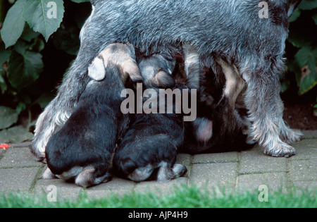 Zwergschnauzer Pfeffer und Salz Welpen 7 Wochen Stockfoto