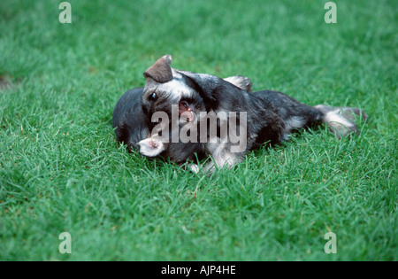 Zwergschnauzer Pfeffer und Salz Welpen 7 Wochen Stockfoto