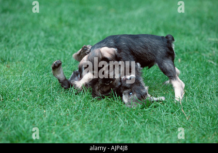 Zwergschnauzer Pfeffer und Salz Welpen 7 Wochen Stockfoto