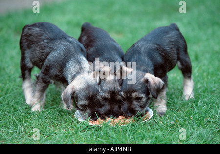 Zwergschnauzer Pfeffer und Salz Welpen 7 Wochen Stockfoto