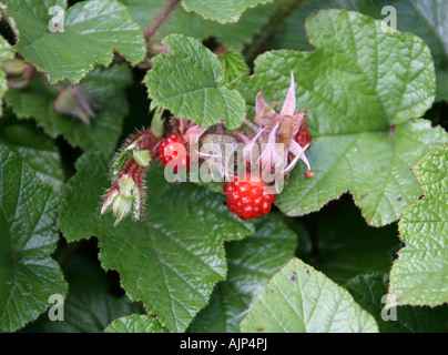 Moltebeere, Rubus chamaemorus, Rosaceae Stockfoto