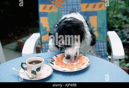 Gemischte Rasse Hund leckt Sahne von waffl Stockfoto