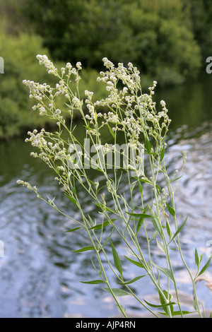 Feldkresse aka Dittander, Diptam, Kresse, Peppergrass oder hohen weißen Top Lepidium latifolium Stockfoto