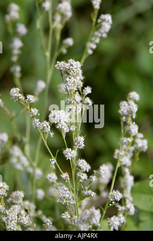 Feldkresse aka Dittander, Diptam, Kresse, Peppergrass oder hohen weißen Top Lepidium latifolium Stockfoto