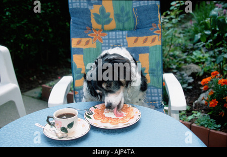 Gemischte Rasse Hund leckt Sahne von Waffel auf Platte Stockfoto