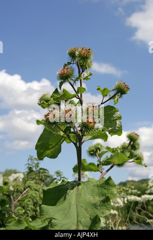 Die große Klette, Arctium Lappa, Asteraceae Stockfoto