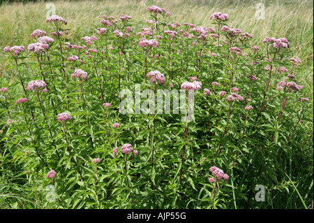 Hemp Agrimony, Eupatorium Cannabinum, Asteraceae Stockfoto