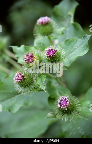 Geringerem Klette, Arctium minus, Asteraceae Stockfoto