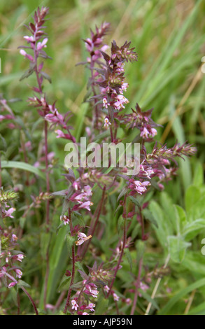 Rote Bartsia, Odontites vernus verna, Feigenkraut, Scrophulariaceae Stockfoto