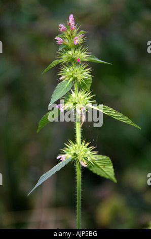 Rote Hanf-Brennnessel Galeopsis angustifolia Lamiaceae, Labiatae Stockfoto