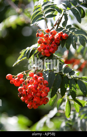 Rowan Tree Beeren Sorbus aucuparia Stockfoto