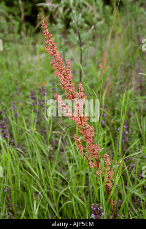 Gemeinsamen Sauerampfer Rumex liegen Knie Stockfoto