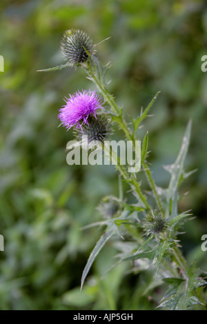 Speer Distel, Cirsium Vulgare, Asteraceae (Compositae) Stockfoto