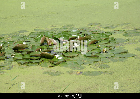 Europäische weiße Wasserlilie, Europäische Weiße Seerose, White Lily Pond oder weiße Seerose, Nymphaea Alba, polaren Stockfoto