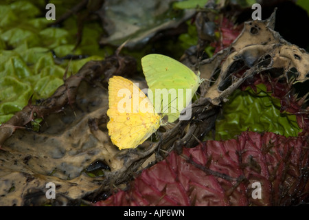 Pieridae Schmetterlinge Phoebis Philea Mamirauá nachhaltige Entwicklung Reserve Amazonas Brasilien Stockfoto
