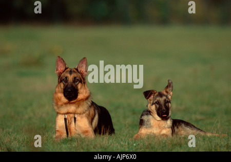 Deutscher Schäferhund mit Welpen Elsässer Stockfoto