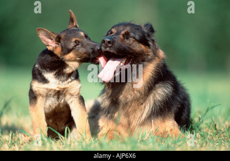 Deutscher Schäferhund mit Welpen Elsässer Stockfoto