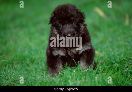 Deutscher Schäferhund Welpen 3 1 2 Wochen Elsässer Stockfoto