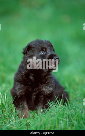 Deutscher Schäferhund Welpen 3 1 2 Wochen Elsässer Stockfoto