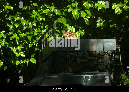 Militärische Haustier Jaguar Panthera Onca Manaus Amazonas Brasilien Stockfoto