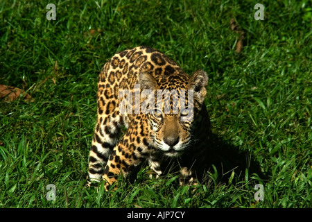 Jaguar Panthera Onca Manaus Amazonas Brasilien Stockfoto