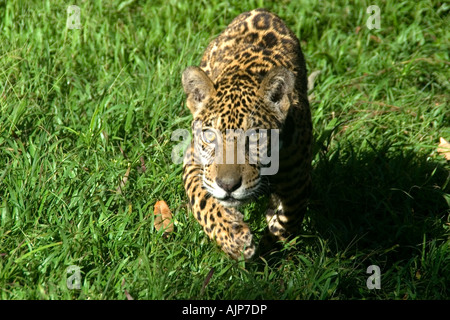 Jaguar Panthera Onca Manaus Amazonas Brasilien Stockfoto