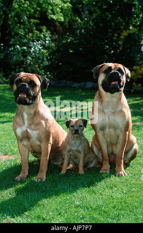 Bullmastiffs und Border Terrier Stockfoto