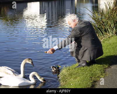 Mann mit grauen Haaren im dunklen Anzug, die Fütterung von Schwänen und eine Ente Stockfoto