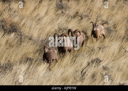 Bighorn Schafe in Herbst Brunft rammt jagt ein Mutterschaf Stockfoto