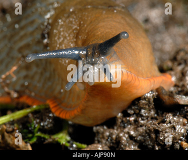 Leiter der orange Variante des großen Rücken auszutragen Arion Ater rufus Stockfoto