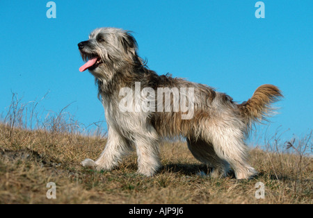 Pyrenäen-Schäferhund Berger des Pyrenäen-Seite Stockfoto
