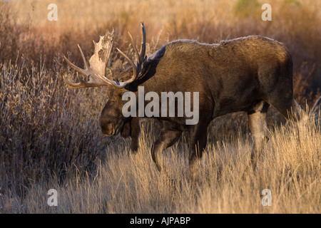 Bullenelche während der Herbstrute in Wyoming Stockfoto