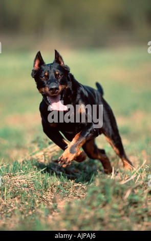 Beauceron Berger de Beauce Ohren abgeschnitten Stockfoto