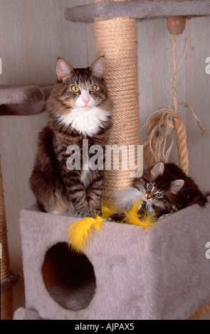 Norwegische Waldkatze mit Kätzchen Stockfoto