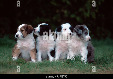 Gemischte Rasse Hunde Welpen 5 Wochen Stockfoto
