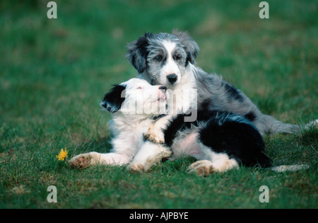 Gemischte Rasse Hunde Welpen 8 Wochen Stockfoto