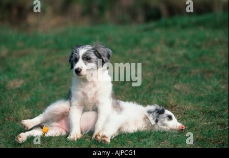 Gemischte Rasse Hunde Welpen 8 Wochen Stockfoto