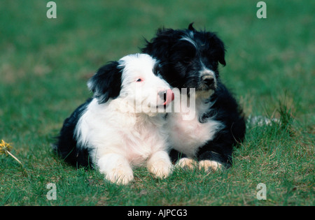 Gemischte Rasse Hunde Welpen 8 Wochen Stockfoto