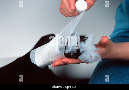 Erste Hilfe für Hund Pfote Beeing bandagiert Stockfoto